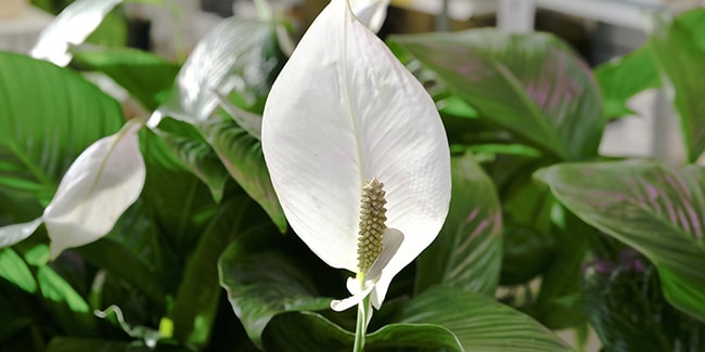 découvrez les principales causes des feuilles brunes de votre spathiphyllum et apprenez comment prendre soin de cette plante d'intérieur. obtenez des conseils pratiques pour préserver sa beauté et sa santé.