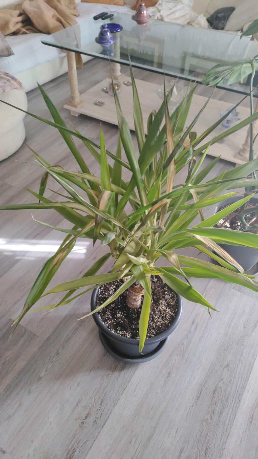 découvrez pourquoi les feuilles de votre yucca tombent et comment remédier à ce problème courant. apprenez les meilleures astuces d'entretien pour garder votre plante en pleine santé.